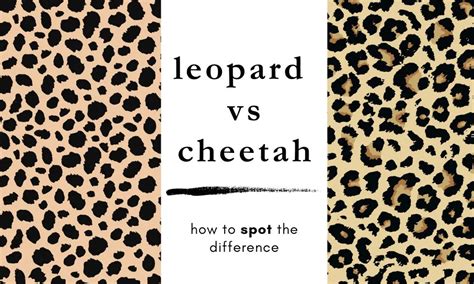 What is the Difference Between Cheetah and Leopard Print, and How Do They Influence Fashion Trends?